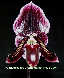 Paph. RVO Blushing Dancer 'Baybay'