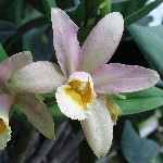 C. harrisoniae and Blc. Waikiki Gold