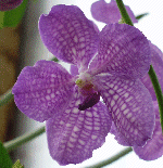 Vanda Manuel Torres
