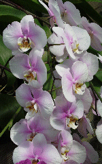 Phalaenopsis Orchid