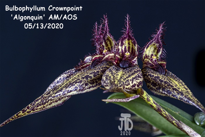 Name:  Bulbophyllum Crownpoint 'Algonquin' AM-AOS3 05132020.jpg
Views: 914
Size:  139.8 KB