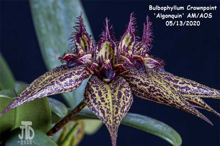 Name:  Bulbophyllum Crownpoint 'Algonquin' AM-AOS5 05132020.jpg
Views: 714
Size:  157.9 KB