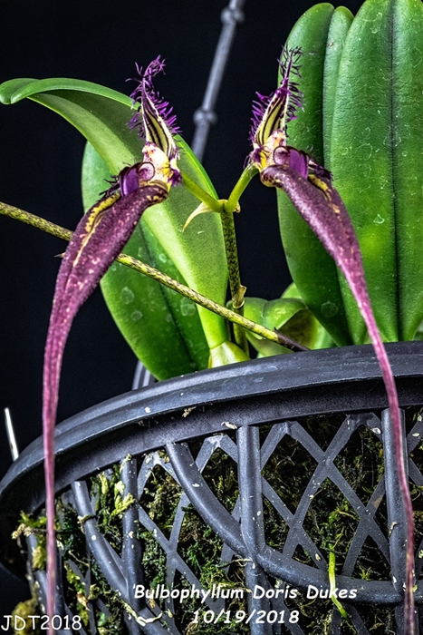 Name:  Bulbophyllum Doris Dukes2 10-19-2018.jpg
Views: 2174
Size:  348.5 KB