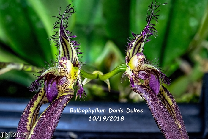 Name:  Bulbophyllum Doris Dukes4 10-19-2018.jpg
Views: 718
Size:  295.2 KB