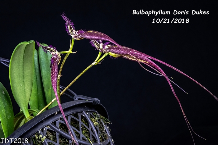 Name:  Bulbophyllum Doris Dukes5 10-21-2018.jpg
Views: 939
Size:  232.8 KB