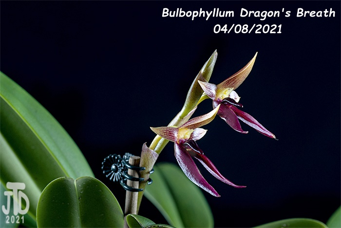 Name:  Bulbophyllum Dragon's Breath2 04082021.jpg
Views: 1918
Size:  131.3 KB