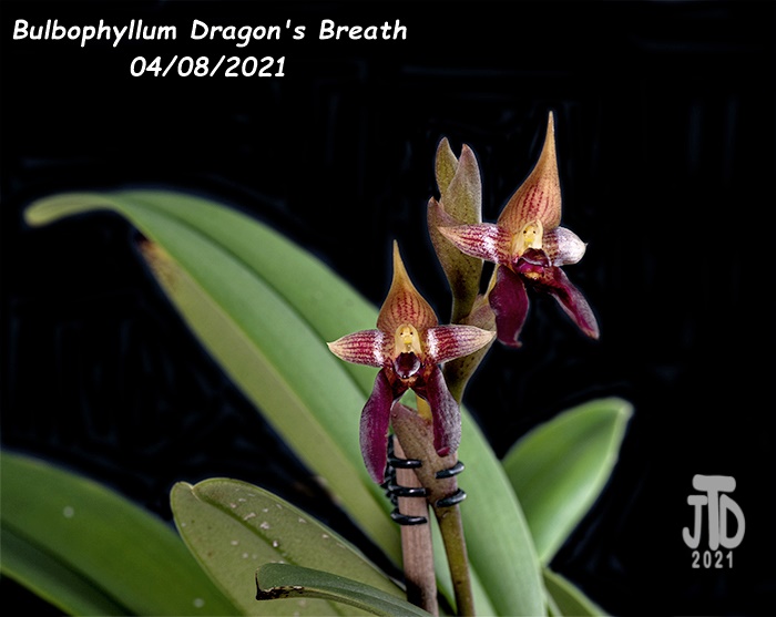 Name:  Bulbophyllum Dragon's Breath3 04082021.jpg
Views: 2299
Size:  117.4 KB