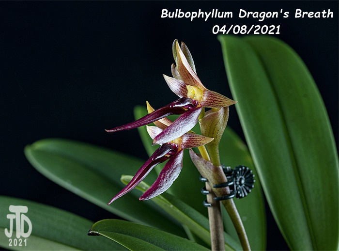Name:  Bulbophyllum Dragon's Breath4 04082021.jpg
Views: 2001
Size:  131.5 KB