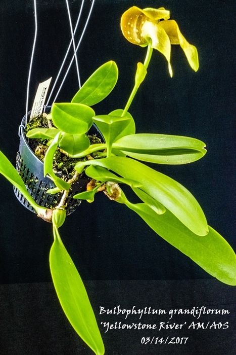 Name:  Bulbophyllum grandiflorum 'Yellowstone River' AM_AOS 92mm.jpg
Views: 607
Size:  295.5 KB
