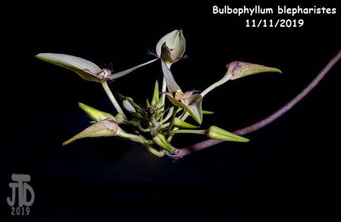 Name:  Bulbophyllum blepharistes1 11112019.jpg
Views: 103
Size:  69.3 KB