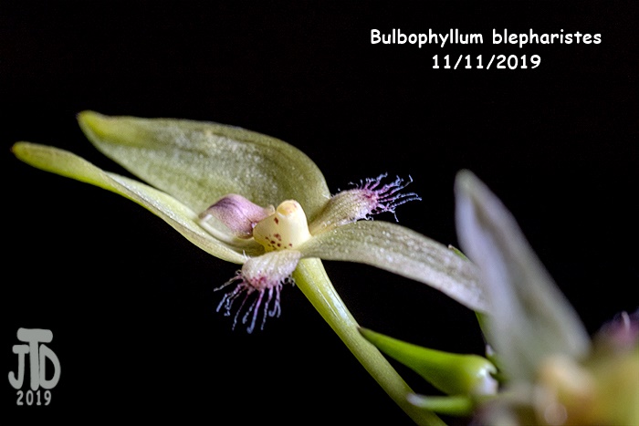 Name:  Bulbophyllum blepharistes4 1122019.jpg
Views: 103
Size:  96.5 KB