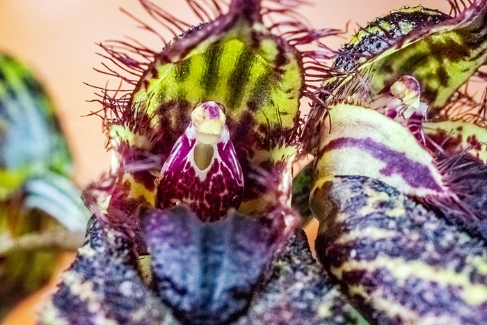 Name:  Bulbophyllum crownpoint AM-AOS2 60mm 050618.jpg
Views: 506
Size:  335.2 KB