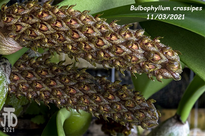 Name:  Bulbophyllum crassipes1 11032021.jpg
Views: 44
Size:  211.4 KB