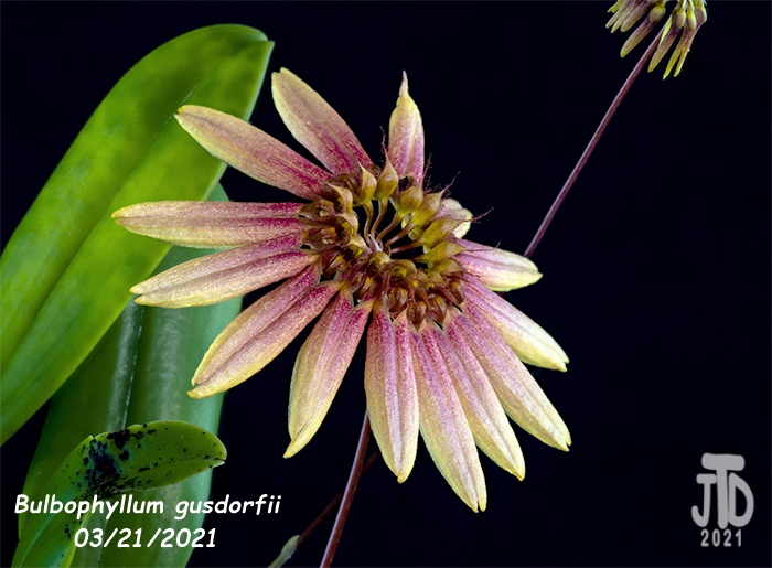 Name:  Bulbophyllum gusdorfii1 03212021.jpg
Views: 1548
Size:  128.8 KB