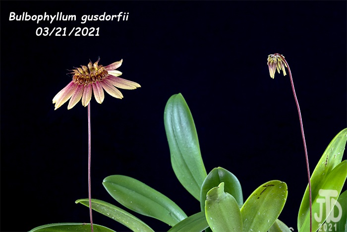 Name:  Bulbophyllum gusdorfii3 03212021.jpg
Views: 1734
Size:  91.0 KB