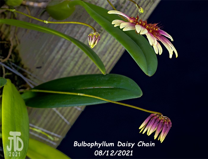 Name:  Bulbophyllum Daisy Chain2 08122021.jpg
Views: 2689
Size:  113.7 KB