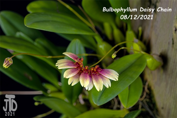 Name:  Bulbophyllum Daisy Chain4 08122021.jpg
Views: 2633
Size:  104.4 KB
