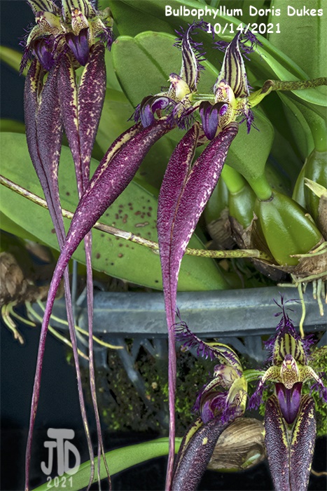 Name:  Bulbophyllum Doris Dukes5 10142021.jpg
Views: 36
Size:  187.7 KB
