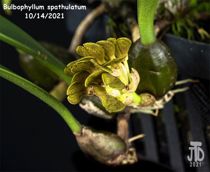 Name:  Bulbophyllum spathulatum2 10142021.jpg
Views: 46
Size:  140.3 KB
