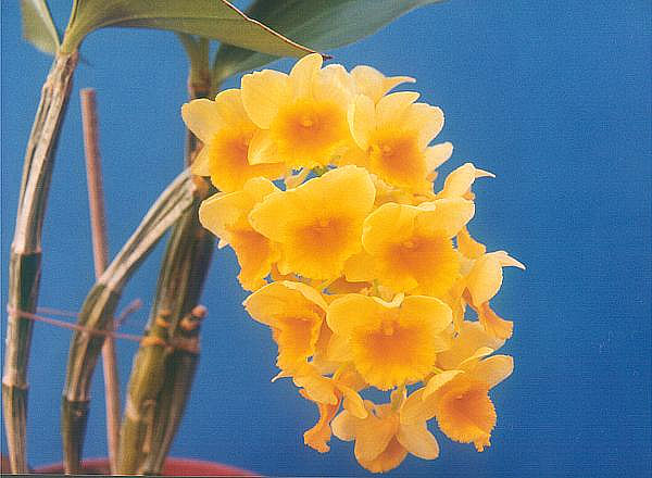 Name:  Dendrobium-densiflorum.jpg
Views: 9892
Size:  54.8 KB