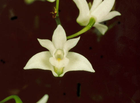 Name:  Dendrobium kingianum album.jpg
Views: 8902
Size:  19.6 KB