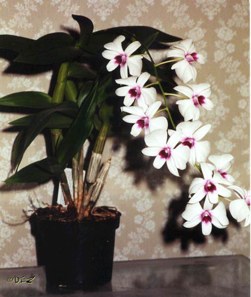Name:  dendrobium_phalaenopsis.jpg
Views: 28183
Size:  44.5 KB