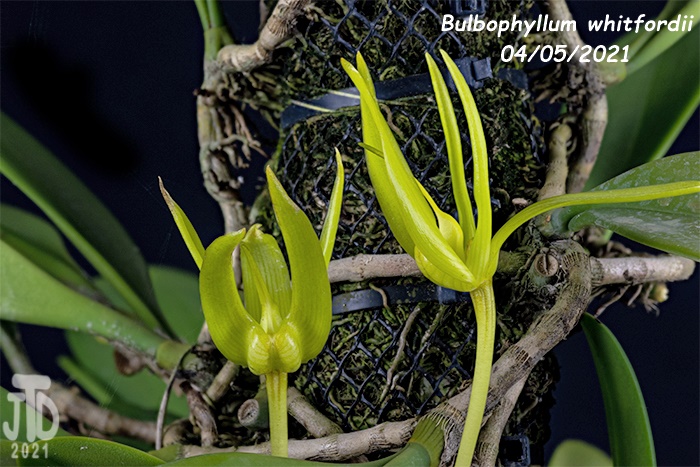Name:  Bulbophyllum whitfordii2 04052021.jpg
Views: 1594
Size:  166.6 KB