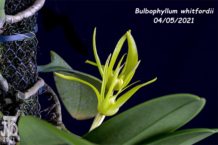 Name:  Bulbophyllum whitfordii4 04052021.jpg
Views: 1987
Size:  127.2 KB