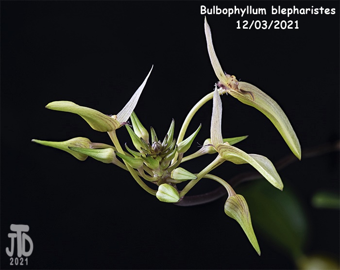 Name:  Bulbophyllum blepharistes3 12032021.jpg
Views: 60
Size:  95.4 KB