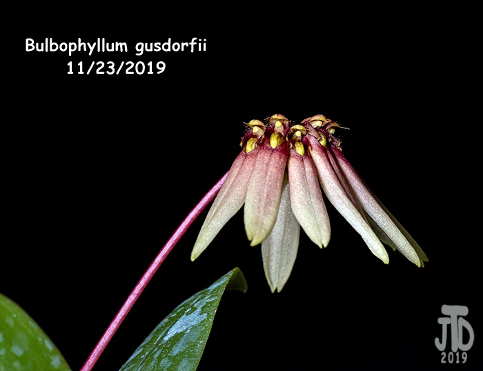 Name:  Bulbophyllum gusdorfii5 11222019.jpg
Views: 500
Size:  79.8 KB