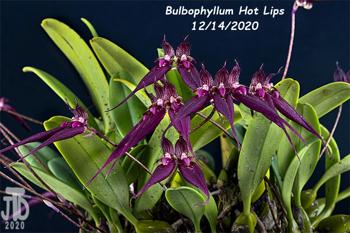 Name:  Bulbophyllum Hot Lips2 12142020.jpg
Views: 347
Size:  204.2 KB