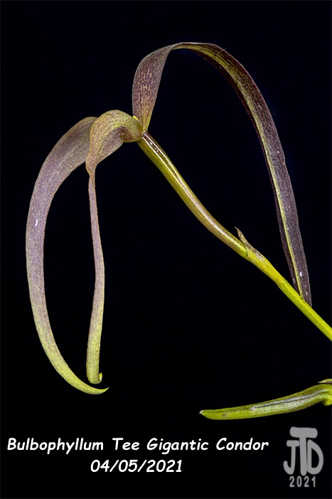 Name:  Bulbophyllum Tee Gigantic Condor5 04052021.jpg
Views: 1659
Size:  90.8 KB
