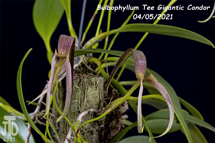 Name:  Bulbophyllum Tee Gigantic Condor3 04052021.jpg
Views: 397
Size:  133.0 KB