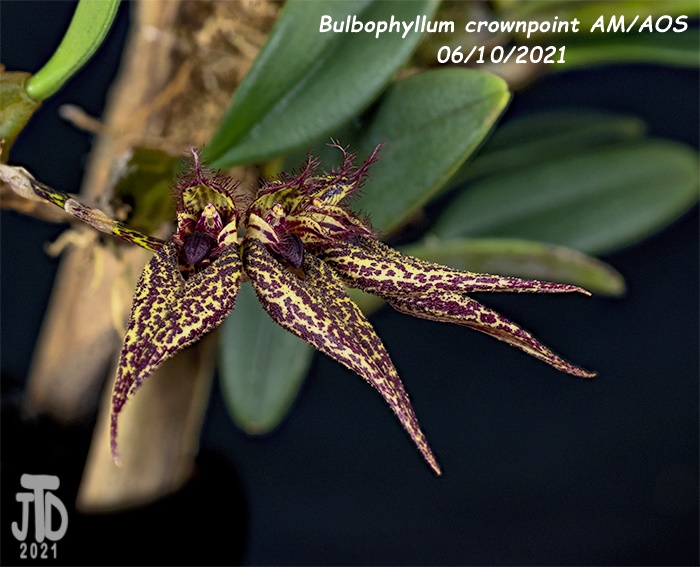 Name:  Bulbophyllum crownpoint AMAOS2 06102021.jpg
Views: 2125
Size:  164.9 KB