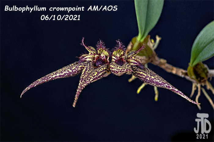 Name:  Bulbophyllum crownpoint AMAOS3 06102021.jpg
Views: 1214
Size:  114.6 KB