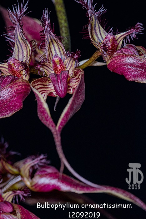Name:  Bulbophyllum ornanatissimum2 12092019.jpg
Views: 1410
Size:  153.3 KB