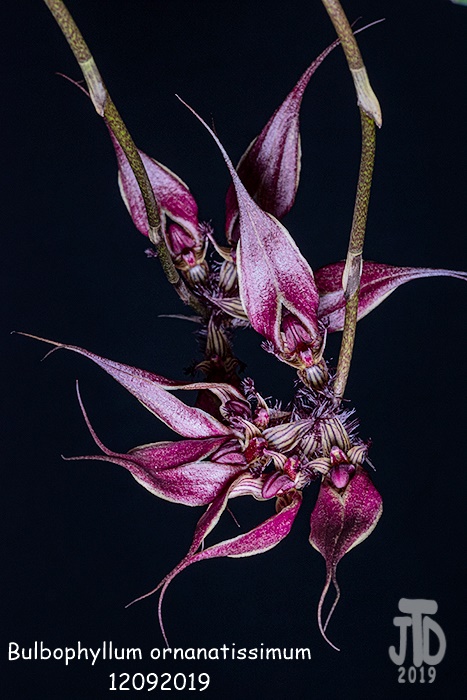 Name:  Bulbophyllum ornanatissimum3 12092019.jpg
Views: 659
Size:  138.3 KB