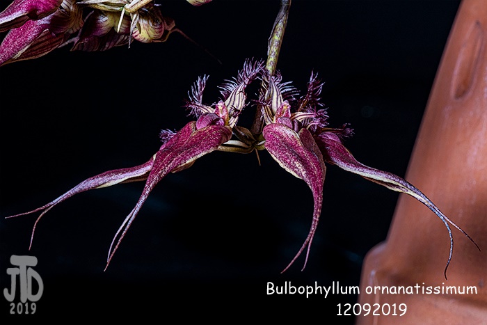 Name:  Bulbophyllum ornanatissimum1 12092019.jpg
Views: 197
Size:  122.5 KB