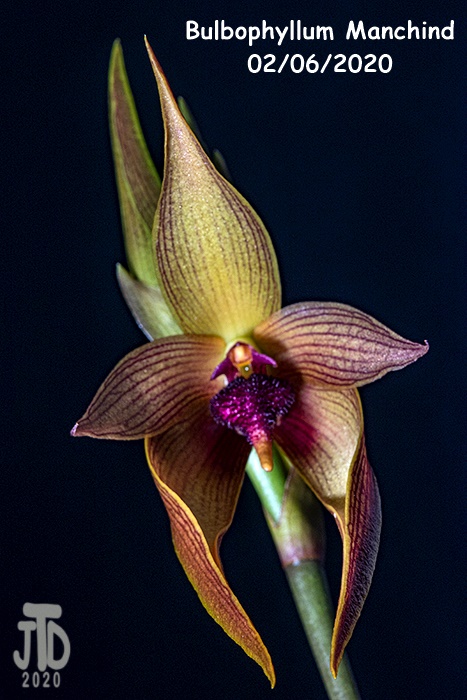 Name:  Bulbophyllum Manchind1 02062020.jpg
Views: 1606
Size:  141.7 KB