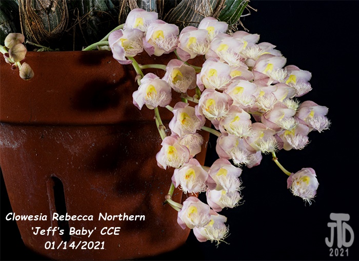 Name:  Clowesia Rebecca Northern ‘Jeff’s Baby’ CCE2 01132021.jpg
Views: 3642
Size:  149.6 KB
