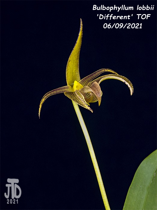 Name:  Bulbophyllum lobbii 'Different' TOF3 06092021.jpg
Views: 2089
Size:  105.2 KB