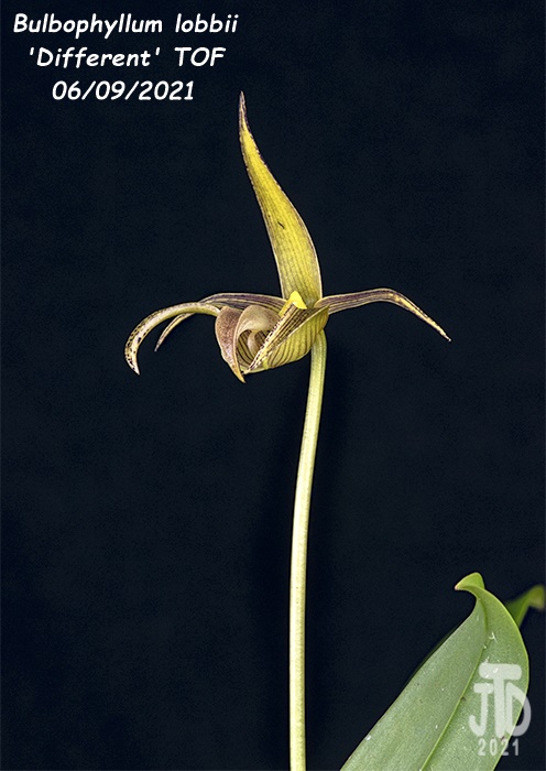 Name:  Bulbophyllum lobbii 'Different' TOF4 06092021.jpg
Views: 2382
Size:  130.9 KB