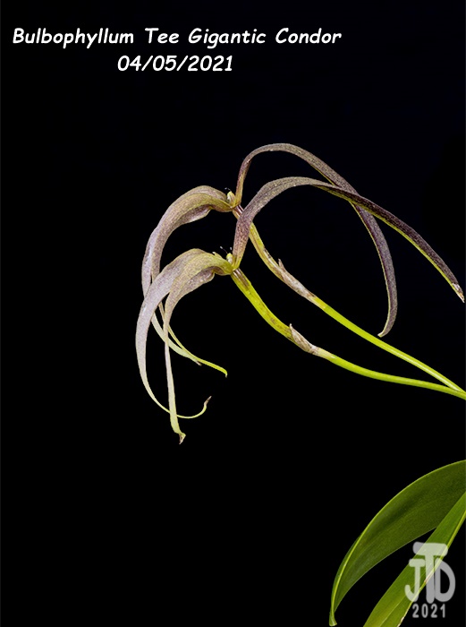 Name:  Bulbophyllum Tee Gigantic Condor4 04052021.jpg
Views: 1478
Size:  81.3 KB
