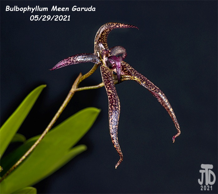 Name:  Bulbophyllum Meen Garuda4 05292021.jpg
Views: 1221
Size:  183.6 KB