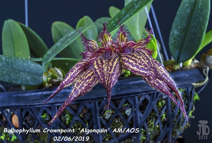 Name:  Bulbophyllum Crownpoint 'Algonquin' AM-AOS3 02052019.jpg
Views: 654
Size:  294.6 KB