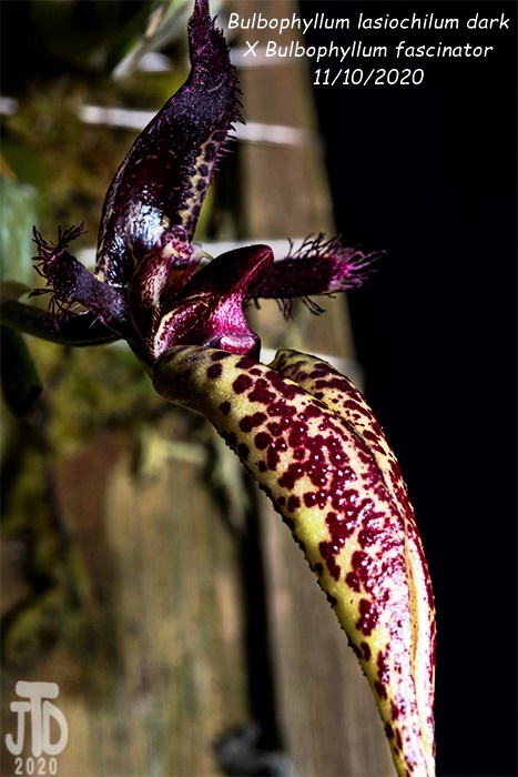 Name:  Bulbophyllum lasiochilum darkxB. fascinator1 11102020.jpg
Views: 228
Size:  164.8 KB