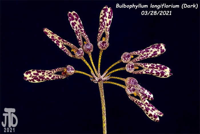 Name:  Bulbophyllum longiflorium (Dark)5 03282021.jpg
Views: 362
Size:  104.0 KB