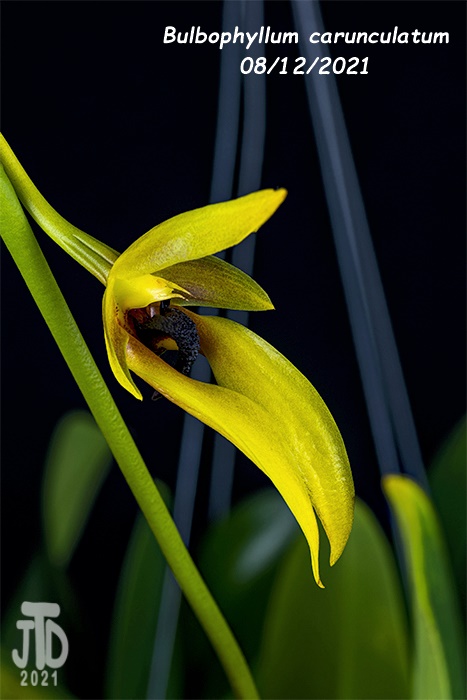 Name:  Bulbophyllum carunculatum2 08122021.jpg
Views: 953
Size:  93.3 KB