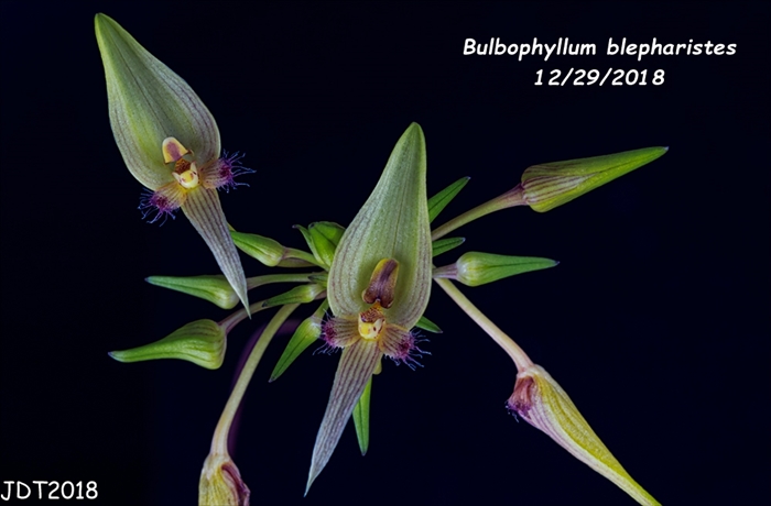 Name:  Bulbophyllum blepharistes4 12272018.jpg
Views: 49
Size:  146.6 KB