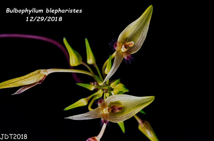 Name:  Bulbophyllum blepharistes5 12272018.jpg
Views: 53
Size:  115.1 KB